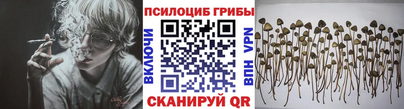 Галлюциногенные грибы Psilocybe  Инсар 